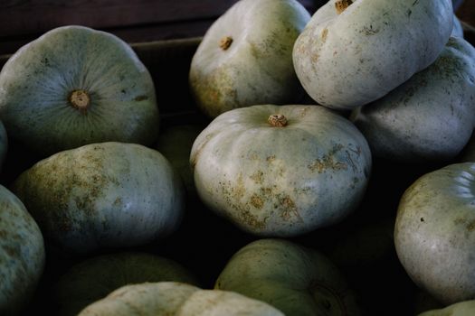 Winter Souffle Squash