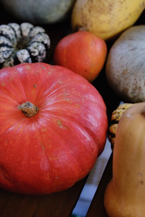 Free Vibrant assortment of pumpkins and gourds showcasing autumn harvest. Stock Photo