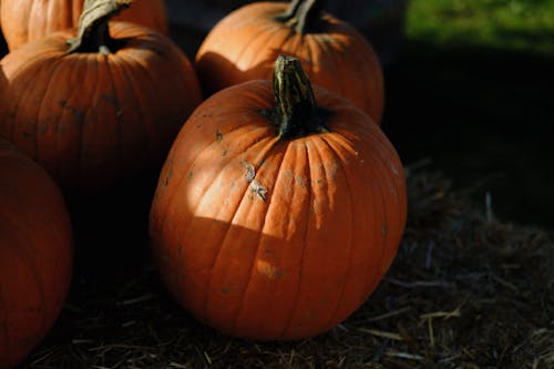 Close Up Photo of Pumpkin