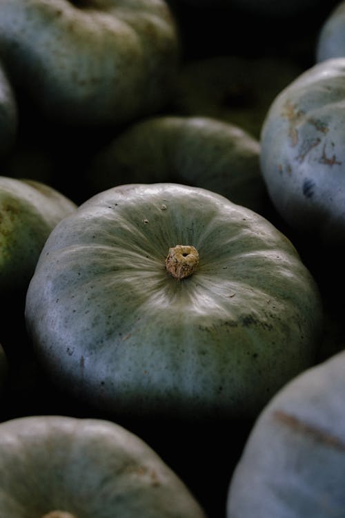 Ornamental Pumpkins 