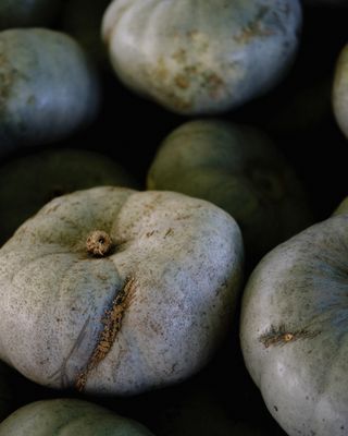 Close view of blue-gray heirloom pumpkins with deeply ribbed skins.