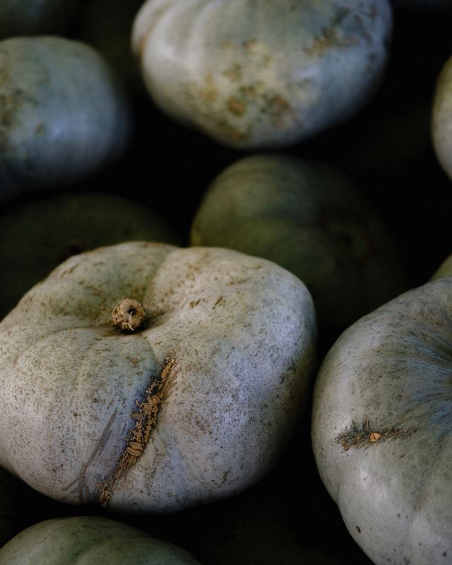 Close view of blue-gray heirloom pumpkins with deeply ribbed skins.