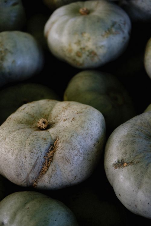 Close Up Photo of Pumpkins · Free Stock Photo