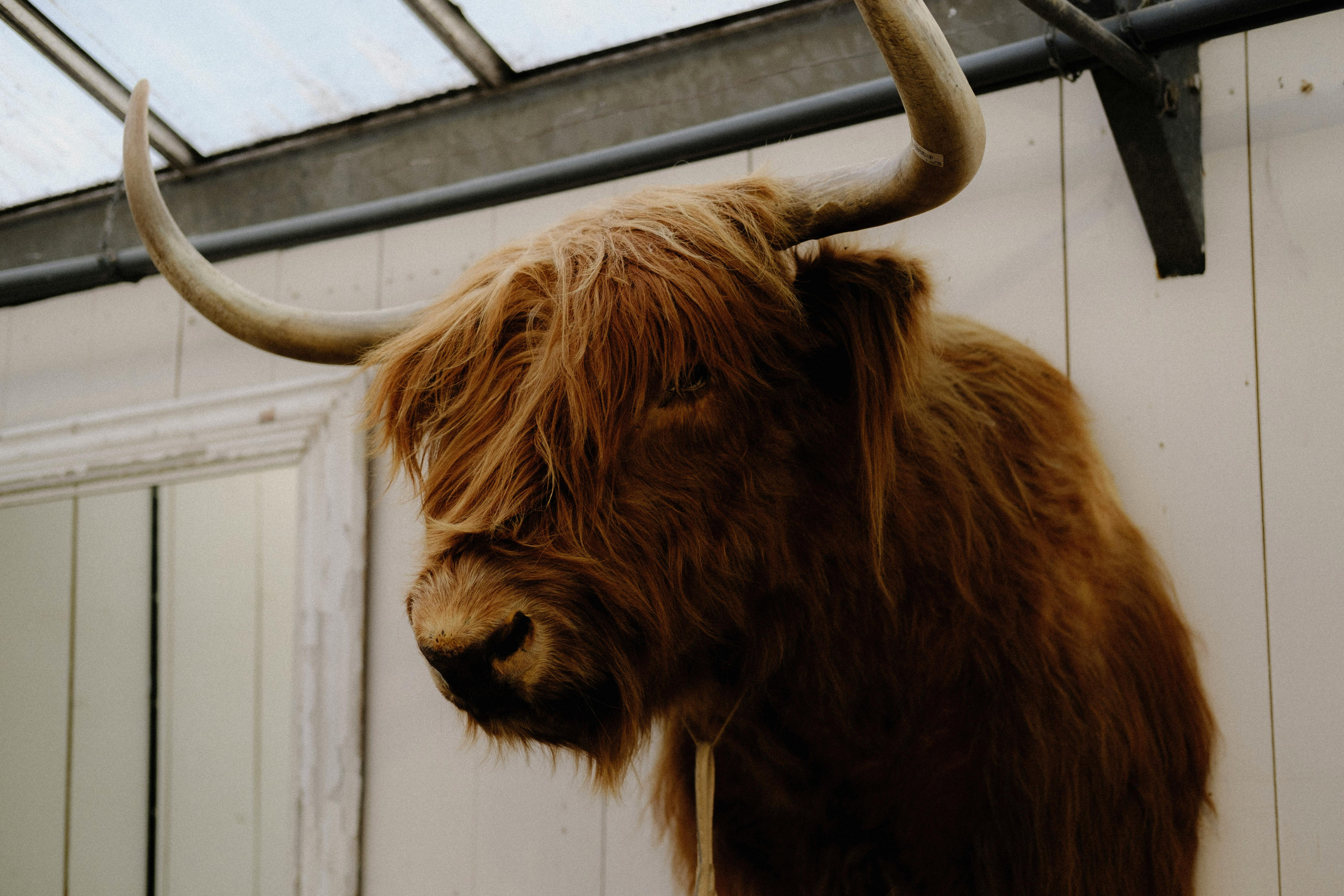 Gratuit Photos gratuites de à l'intérieur, afficher, agriculture Photos