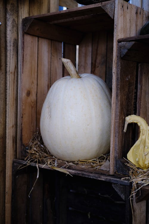 White Cantaloupe Pumpkin on Wooden Shelf