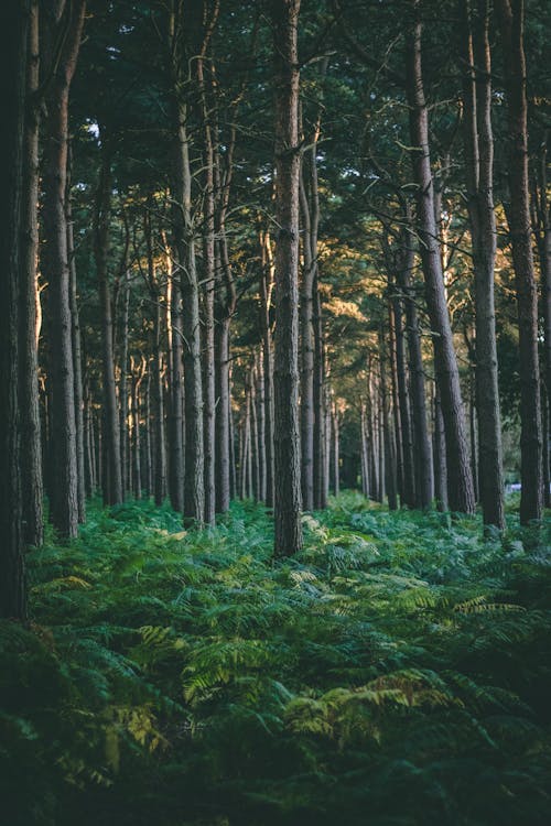 бесплатная Лес под коричневым небом Стоковое фото