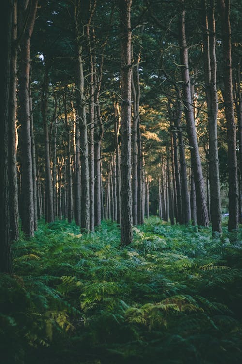 Imagine de stoc gratuită din arbori, arbori veșnic verzi, cădere