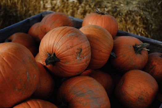 A collection of ripe pumpkins in a basket, ideal for autumn themes and harvest imagery.