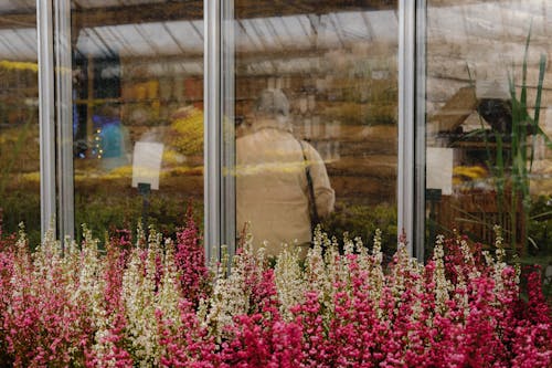 Foto profissional grátis de calluna, construção, flores