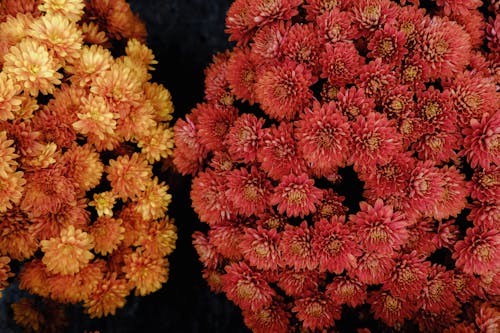 Red and Yellow Chrysanthemum Flowers in Close Up Photography