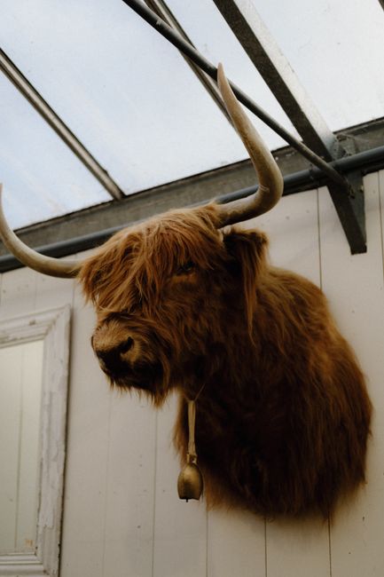 Mounted highland cattle with large horns in an indoor setting, perfect for rustic decor themes.