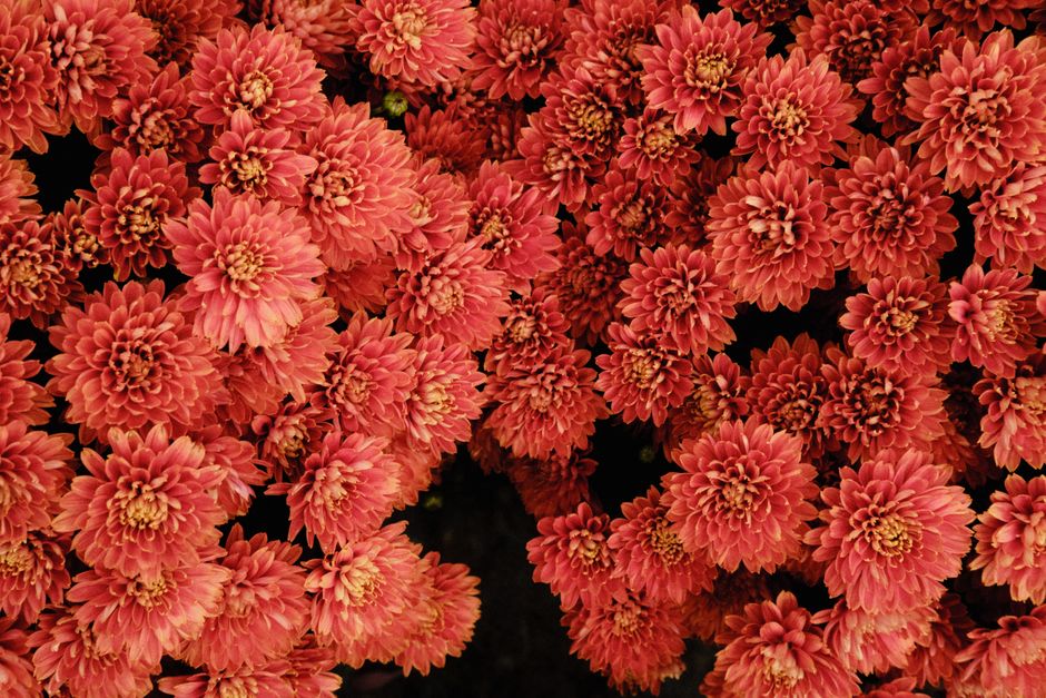 A colorful display of red chrysanthemums captured from above, showcasing natural beauty.