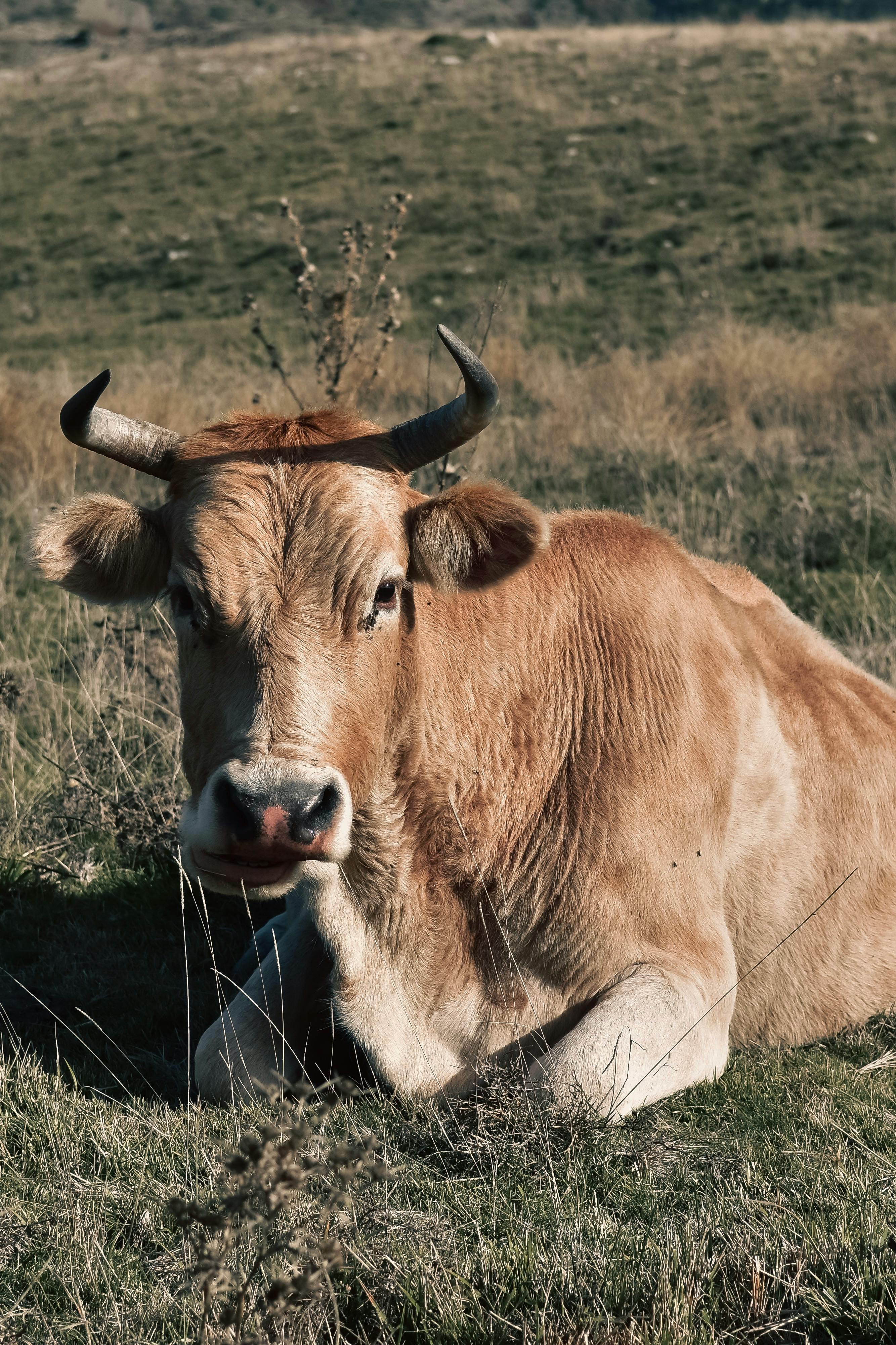 Gratuit Vache Brune Couchée Sur Un Champ D'herbe Verte Photos