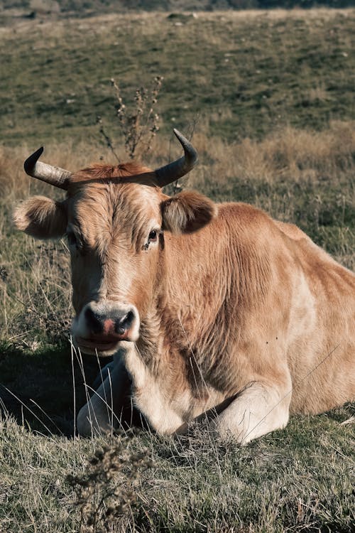 Brown Cow Lying on Green Grass Field