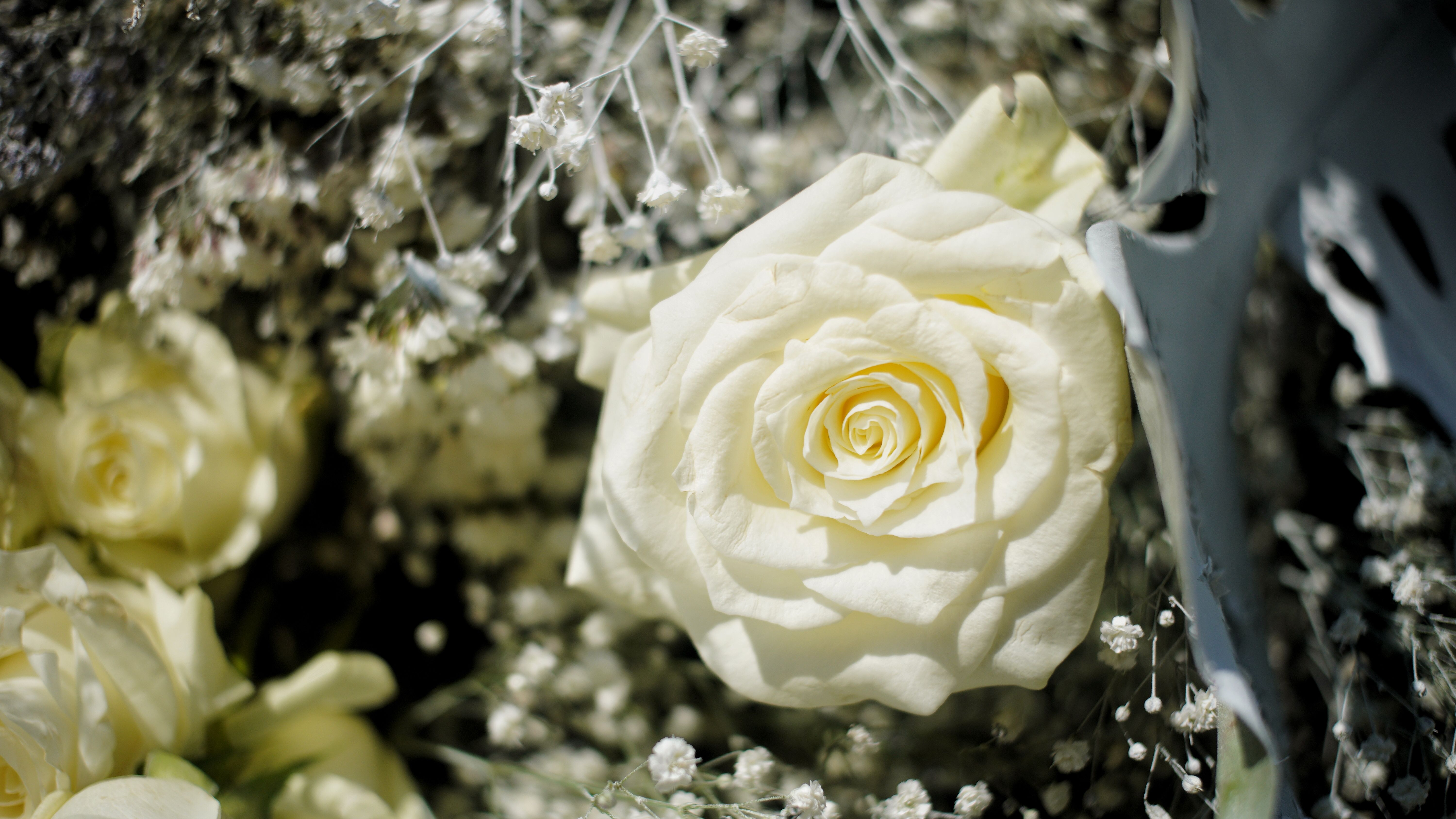 Close-Up Shot of a Blooming White Rose Flower · Free Stock Photo