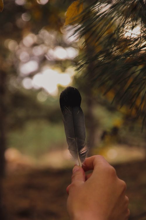 Free A moody forest scene with a hand holding a single feather, blurred background. Stock Photo