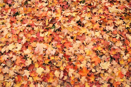 Gratis Fotos de stock gratuitas de follaje, hojas caídas, molido Foto de stock
