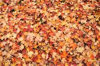 A colorful assortment of autumn leaves covering the ground, showcasing vibrant fall foliage.