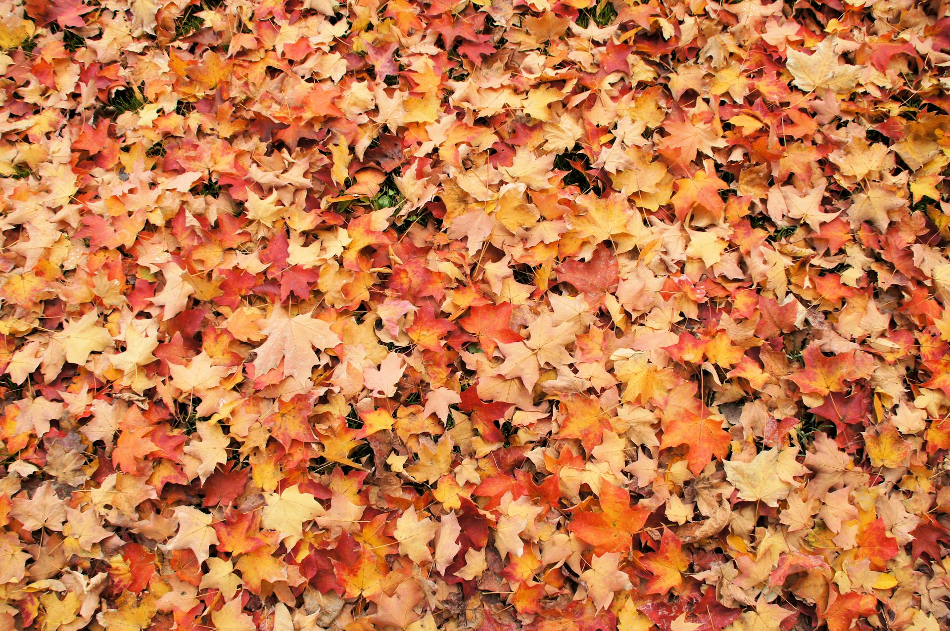 A colorful assortment of autumn leaves covering the ground, showcasing vibrant fall foliage.