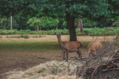 Free stock photo of animal, animal park, country