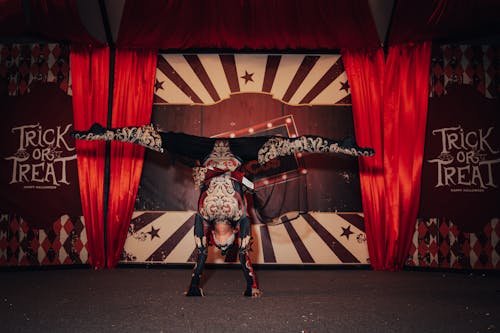 Základová fotografie zdarma na téma cirkus, gymnasta, kostým