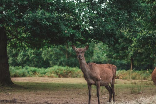 Free stock photo of animal, animal park, country