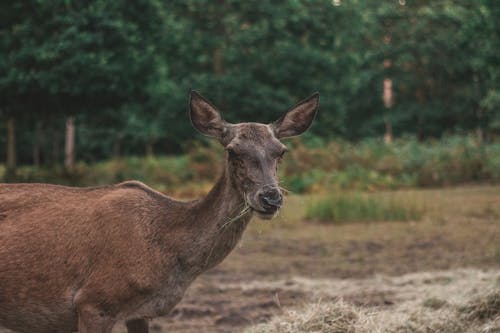 Free stock photo of animal, animal park, country