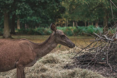 Free stock photo of animal, animal park, country