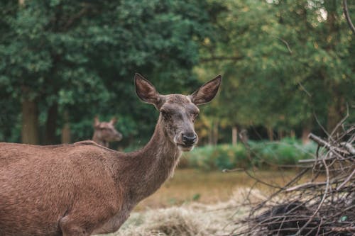 Free stock photo of animal, animal park, country