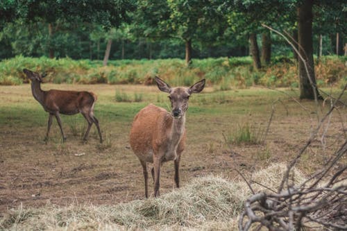 Free stock photo of animal, animal park, country