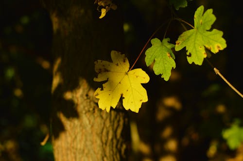 Free Colorful Maple Leaves in Autumn Stock Photo