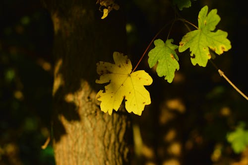 Colorful Maple Leaves in Autumn