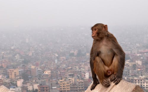 Základová fotografie zdarma na téma kathmandu, opice, opička
