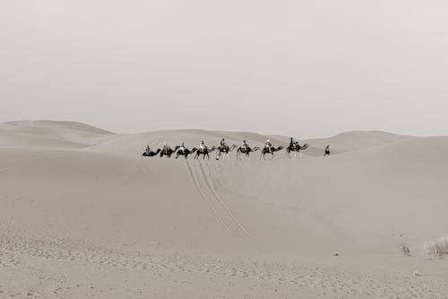 Men on Camels in a Row in Grayscale