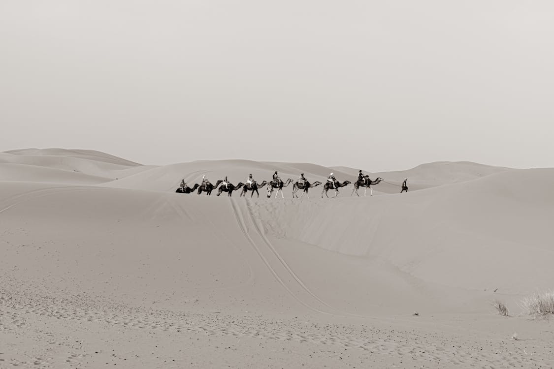 Men on Camels in a Row in Grayscale