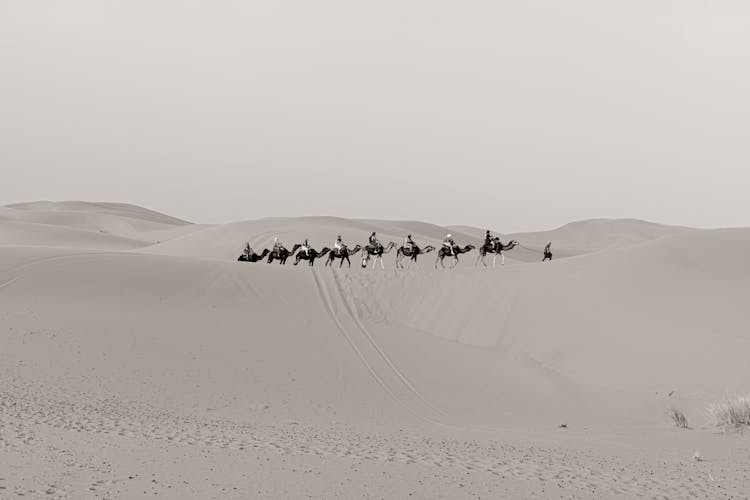 Men On Camels In A Row In Grayscale