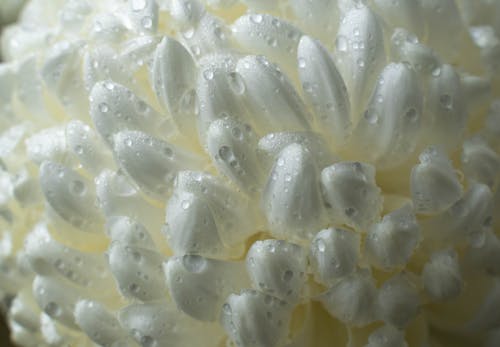 Close-Up Shot of a Flower With Water Droplets