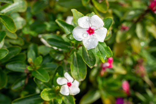 Δωρεάν στοκ φωτογραφιών με catharanthus, γκρο πλαν, δροσοσταλίδες