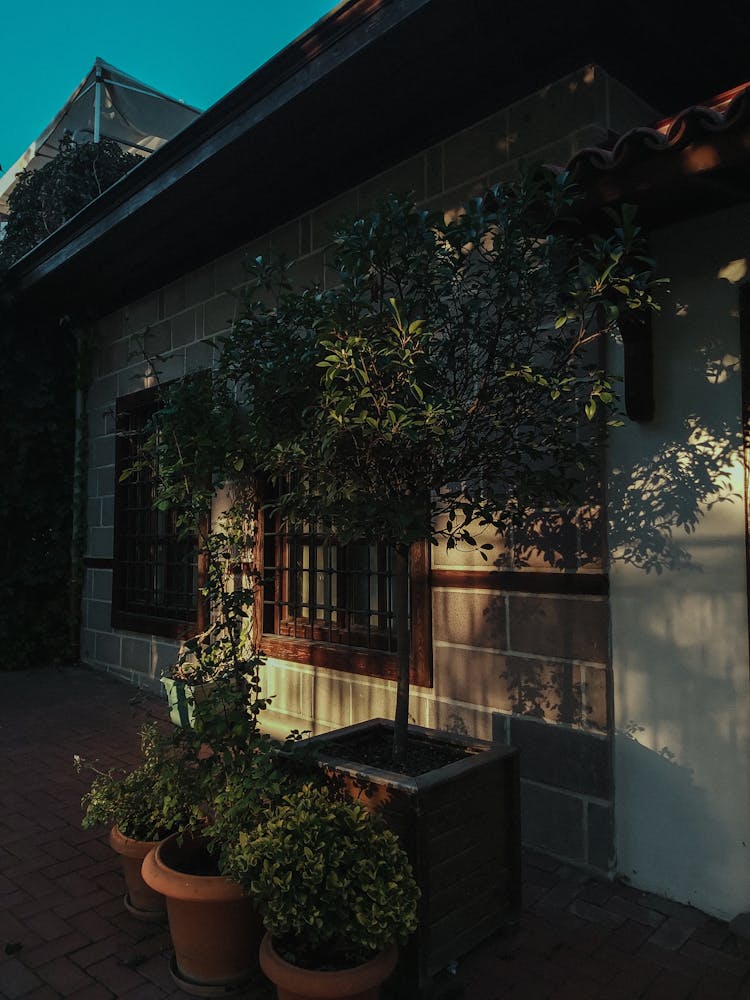 Potted Plants In Front Of House