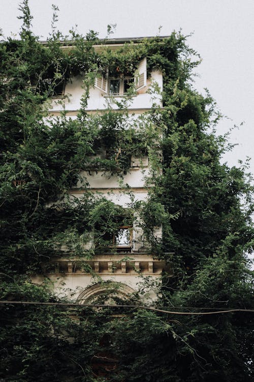 An Abandoned Building Surrounded with Green Trees