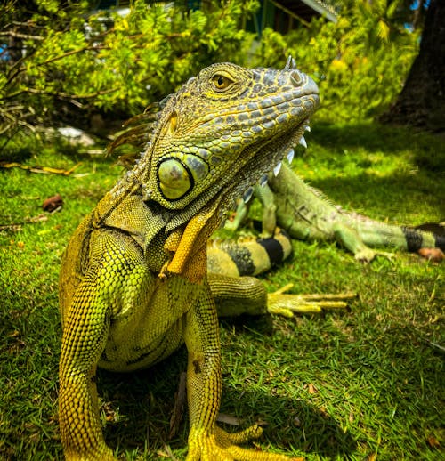 Kostenloses Stock Foto zu eidechse, gras, grüner leguan