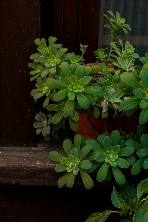 Leaves of Plant in Pot