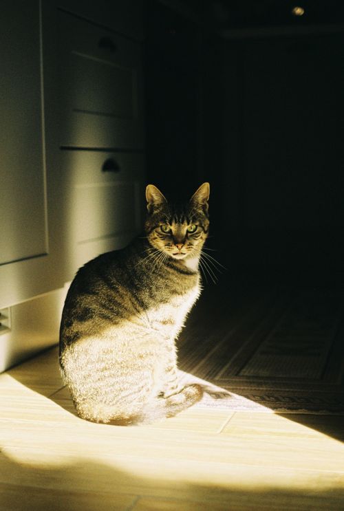 Free A tabby cat sits gracefully in a sunlit room, casting a striking shadow on the floor. Stock Photo
