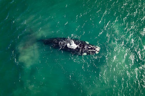 Whale Swimming in a Sea 