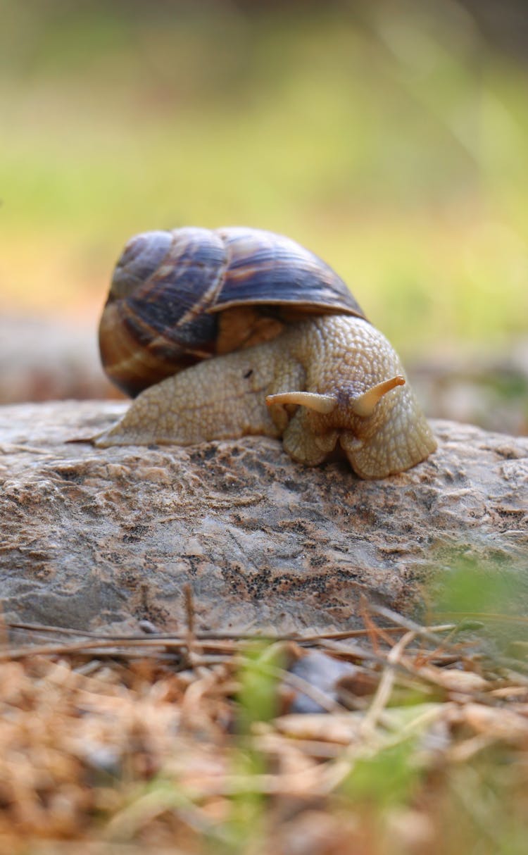 A Snail Crawling On The Rock