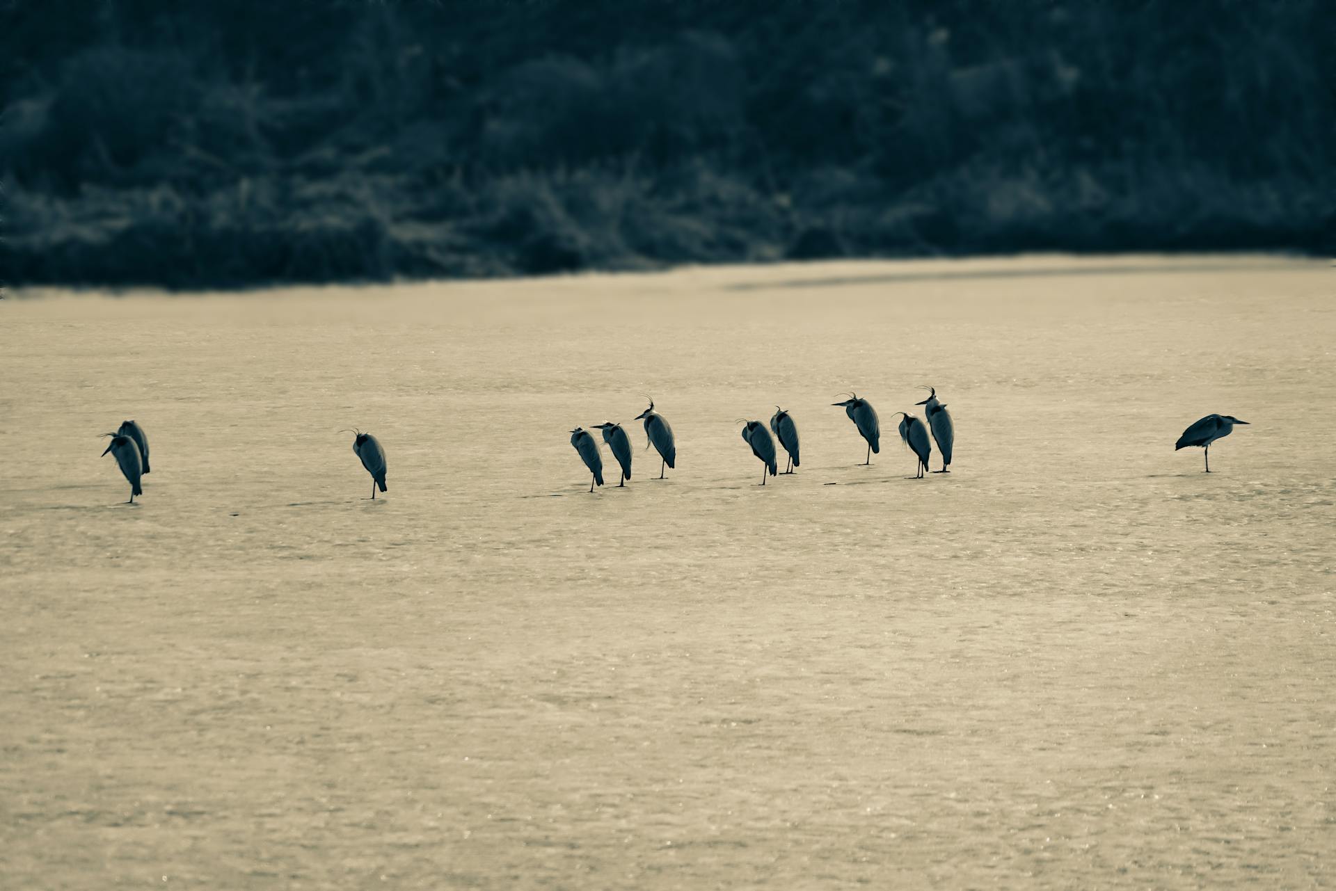 Flock of Birds on Brown Field