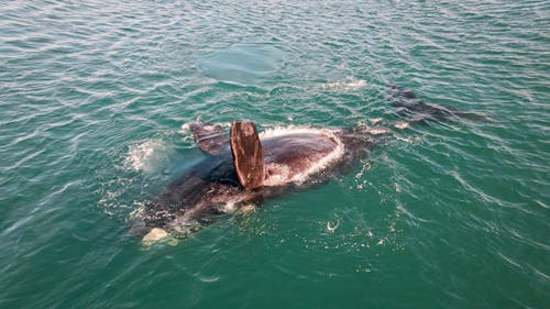 オープンウォーター, クジラ, ドローン撮影の無料の写真素材