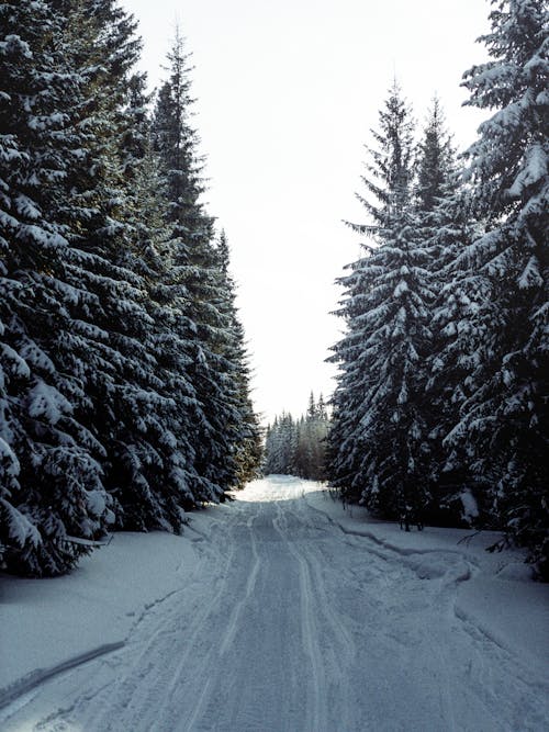 Road in Snow in Winter Forest