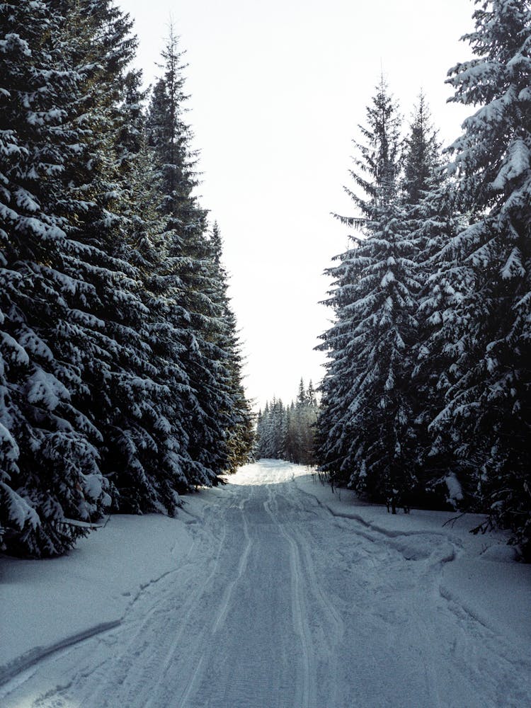 Road In Snow In Winter Forest