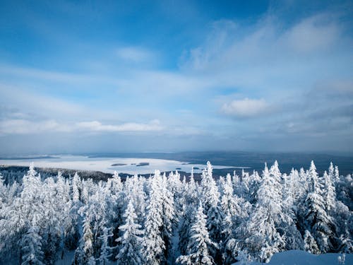 A Snow Covered Trees Under the White Clouds and Blue Sky